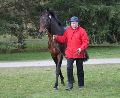 Balko au Salon des Etalons du Lion d'Angers