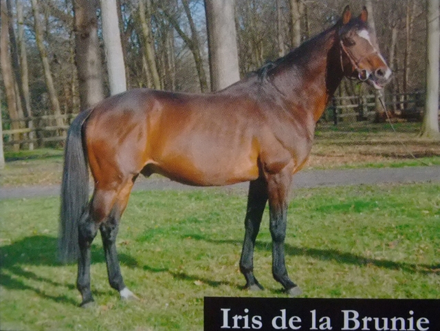 Iris_de_la_Brunie Iris de la Brunie