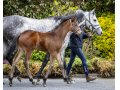 Foal Mare Australis Foal Mare Australis