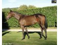 Ventes Arqana Deauville octobre 2016. Ventes Arqana Deauville octobre 2016.